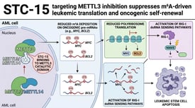 STC-15 targeting METTL3 inhibition suppresses m6A-driven leukemic translation and oncogenic self-renewal