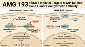 AMG 193 PRMT5 Inhibitor Targets MTAP-Deleted Solid Tumors via Synthetic Lethality