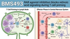 BMS493 RAR agonist inhibition blocks retinoic acid signaling during T cell priming