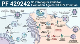PF 429242 S1P Receptor inhibitor Evaluation Against SFTSV Infection