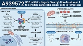 A939572 SCD inhibitor targets Stearoyl-CoA desaturase 1 to sensitize pancreatic cancer cells to ferroptosis
