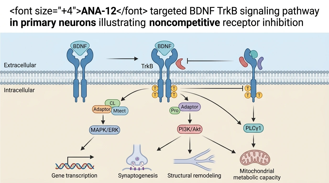 ANA-12 targeted BDNF TrkB signaling pathway in primary neurons illustrating noncompetitive receptor inhibition