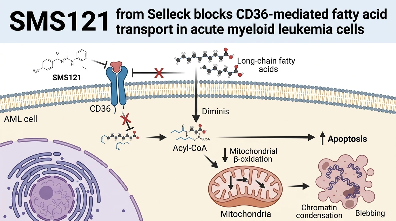Schematic diagram of CD36 fatty acid transport pathway in acute myeloid leukemia cells showing inhibition