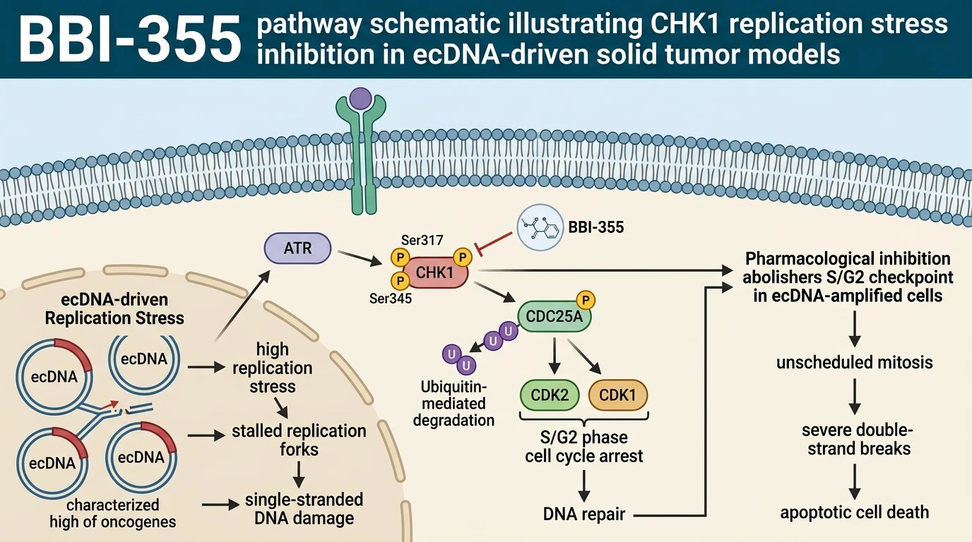 BBI-355 pathway schematic illustrating CHK1 replication stress inhibition in ecDNA-driven solid tumor models