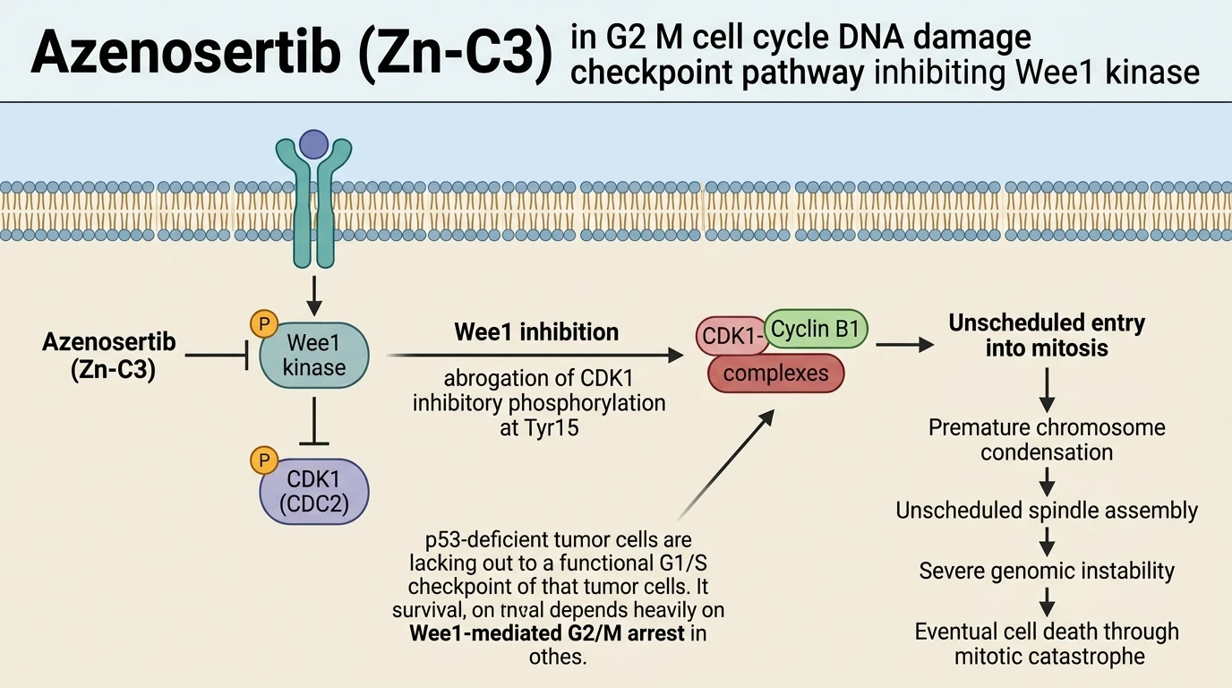 Azenosertib Zn-C3 in G2 M cell cycle DNA damage checkpoint pathway inhibiting Wee1 kinase
