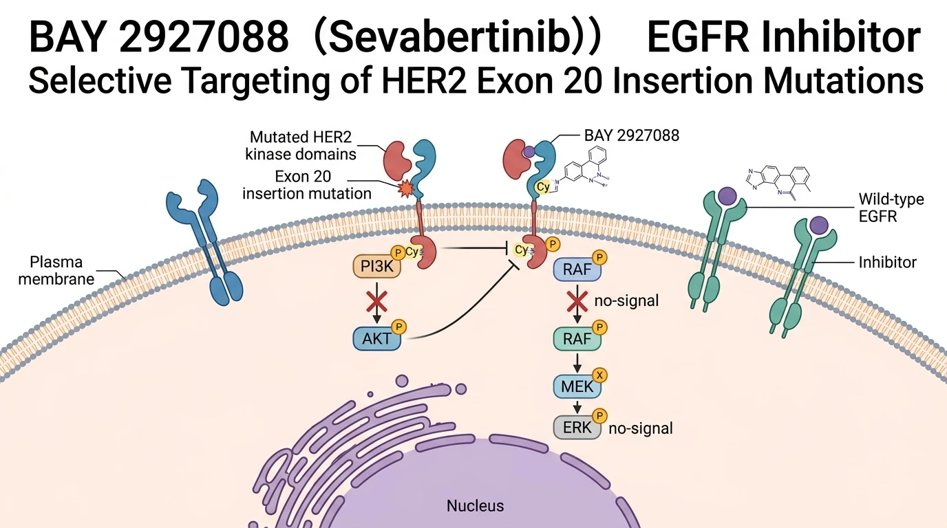 Schematic diagram of HER2 ERBB2 signaling pathway showing covalent kinase inhibition in lung cancer