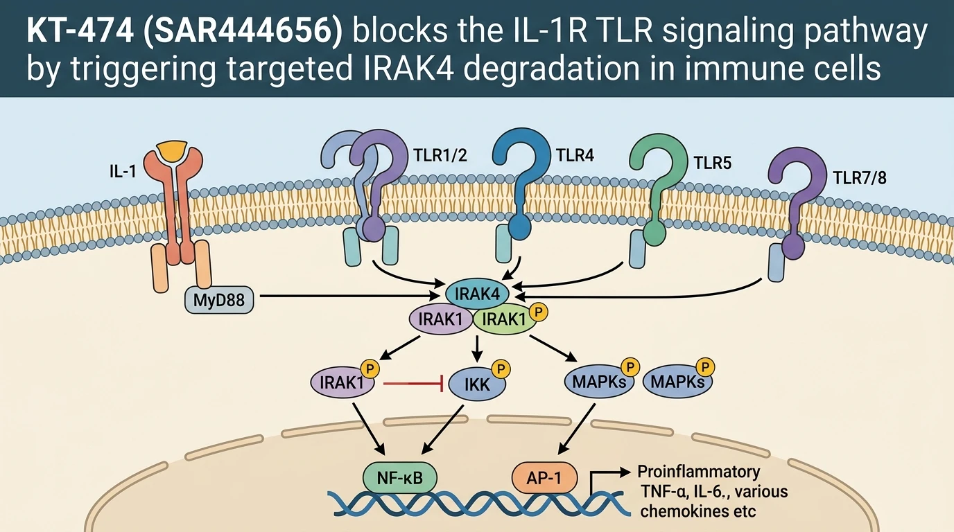 KT-474 SAR444656 blocks the IL-1R TLR signaling pathway by triggering targeted IRAK4 degradation in immune cells
