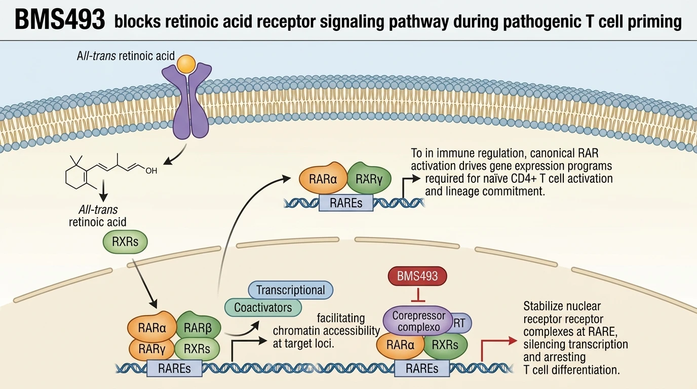 BMS493 blocks retinoic acid receptor signaling pathway during pathogenic T cell priming