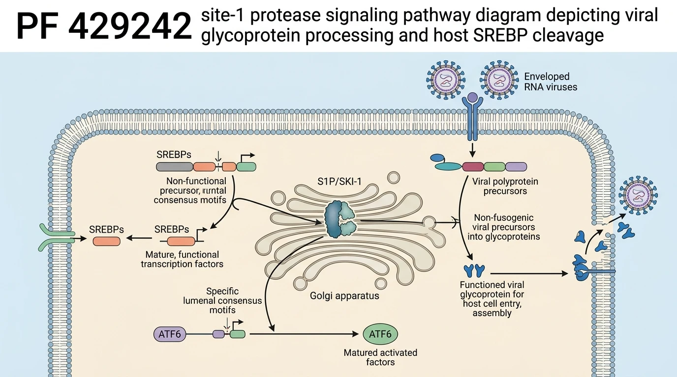 PF 429242 site-1 protease signaling pathway diagram depicting viral glycoprotein processing and host SREBP cleavage