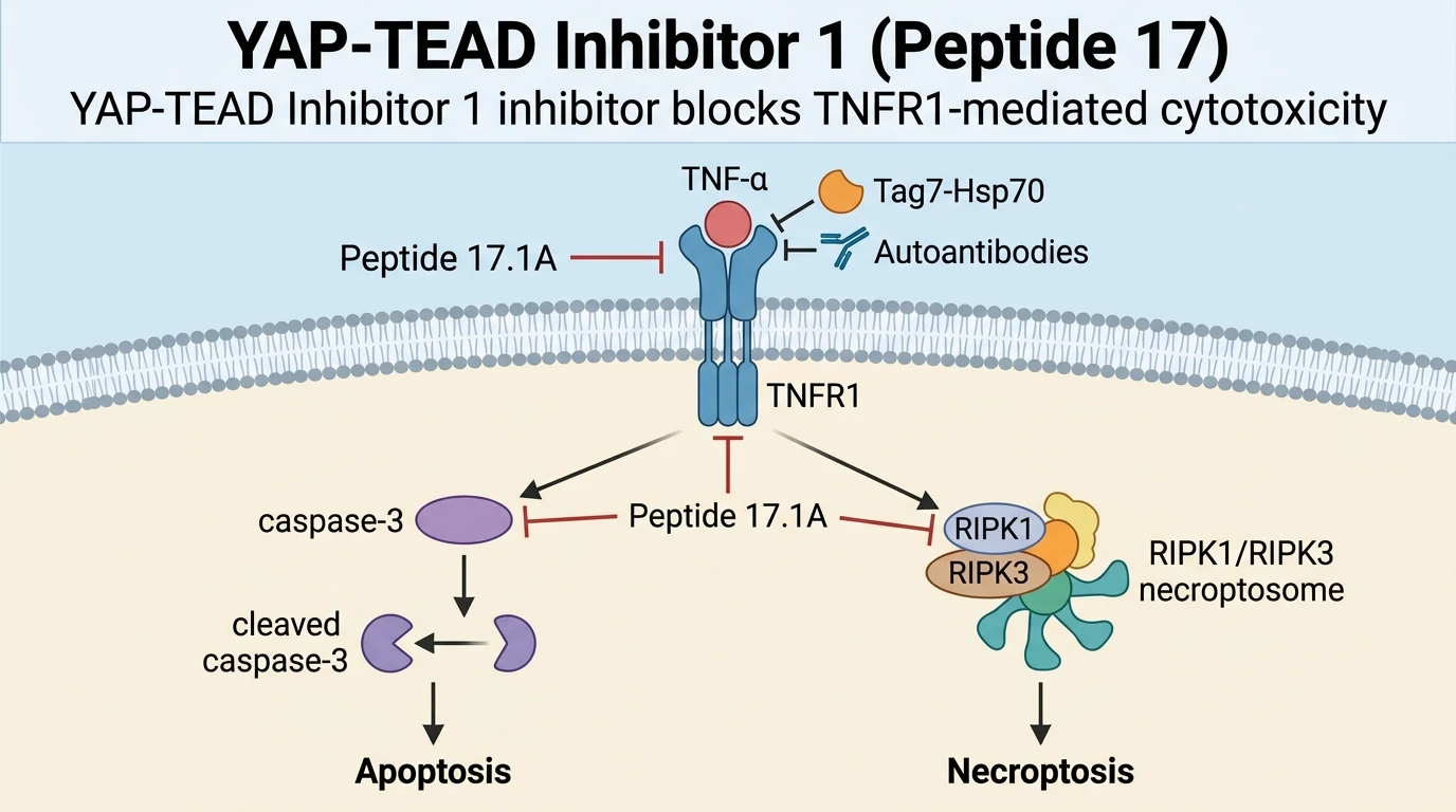 Schematic diagram of TNFR1 signaling pathway inhibition by peptide antagonist in arthritis models