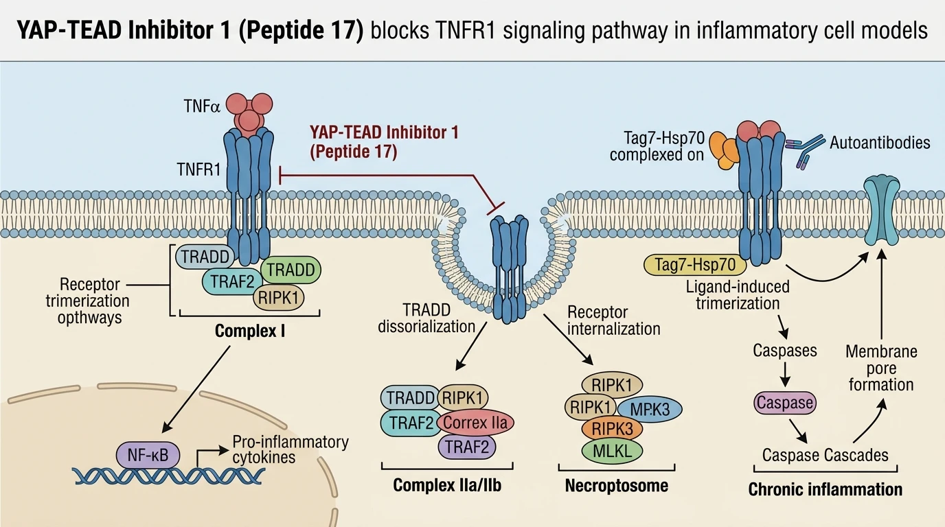 YAP-TEAD Inhibitor 1 Peptide 17 blocks TNFR1 signaling pathway in inflammatory cell models