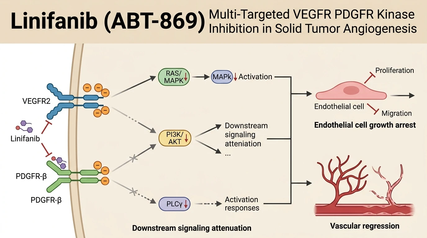 Schematic diagram of VEGFR PDGFR receptor tyrosine kinase pathway inhibition in endothelial cells