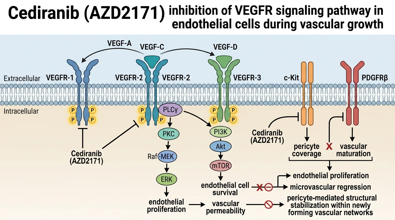 Cediranib inhibition of VEGFR signaling pathway in endothelial cells during vascular growth