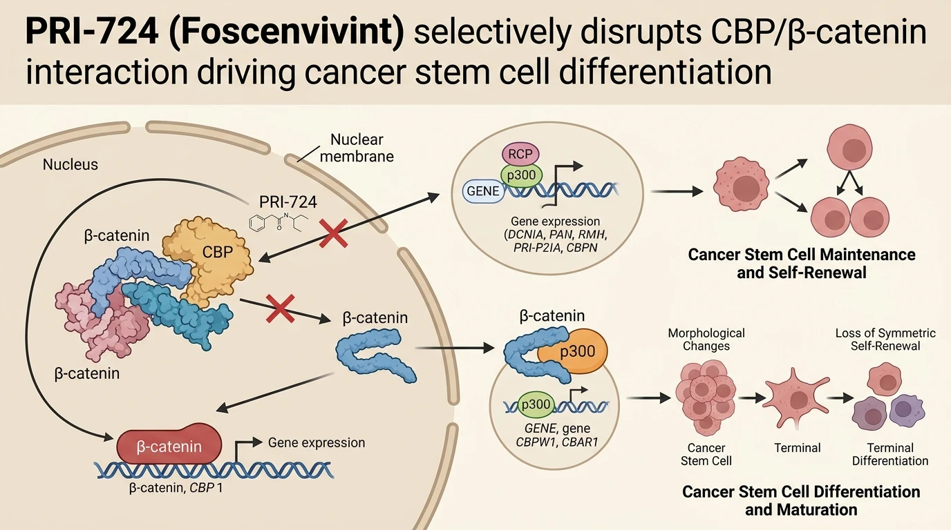Schematic diagram of Wnt beta catenin signaling pathway showing coactivator switching in cancer cells