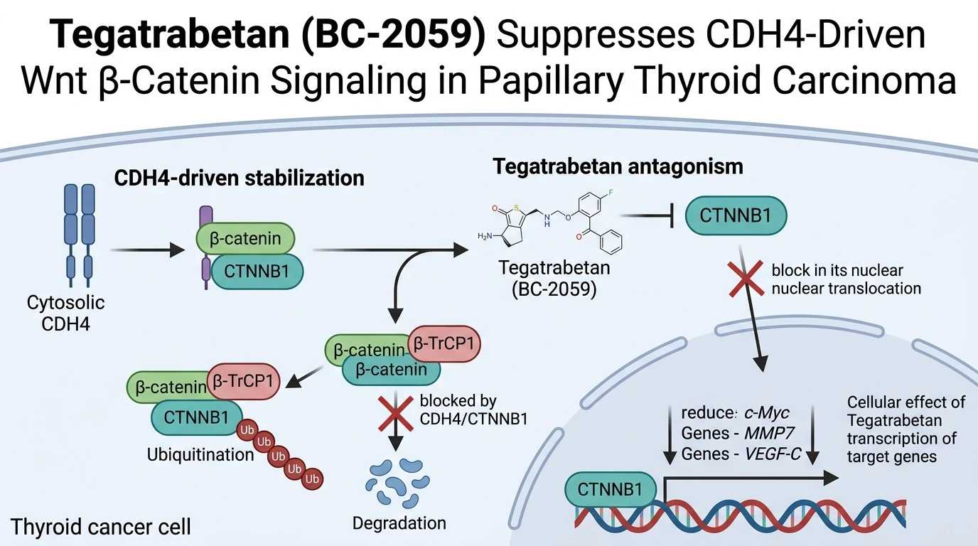Schematic diagram of Wnt β-catenin signaling pathway inhibition by Tegatrabetan in thyroid cancer cells