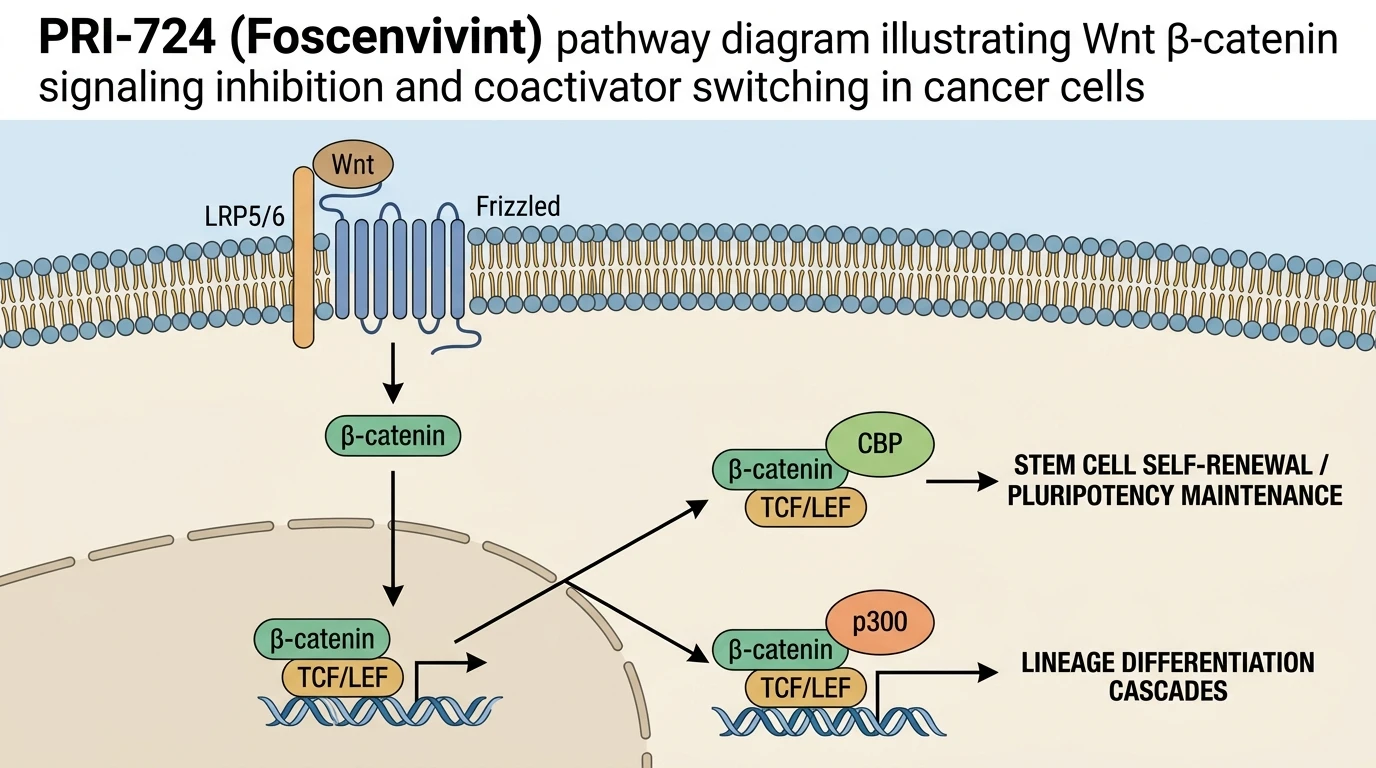 PRI-724 Foscenvivint pathway diagram illustrating Wnt β-catenin signaling inhibition and coactivator switching in cancer cells